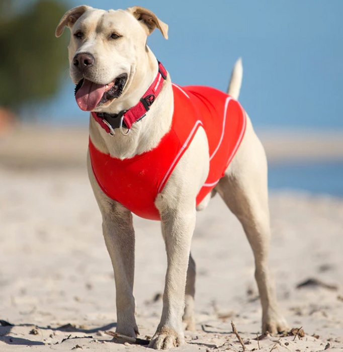 Ezy Dog Rashie Red